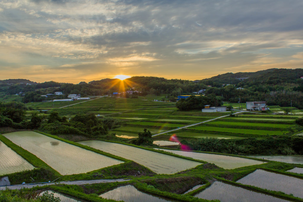 Rice terraces